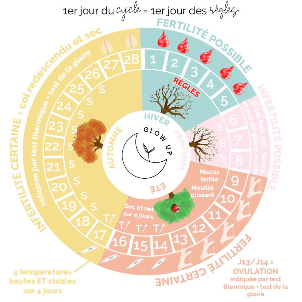 Hormones et cycle menstruel : comprendre ton corps pour mieux vivre tes règles