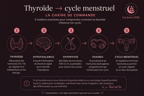 Infographie : de la thyroïde au cycle menstruel, la chaîne de commande hormonale