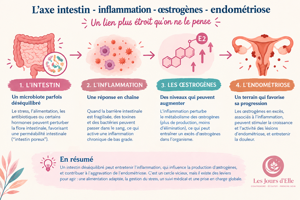 Infographie : le lien entre intestin, inflammation, œstrogènes et endométriose